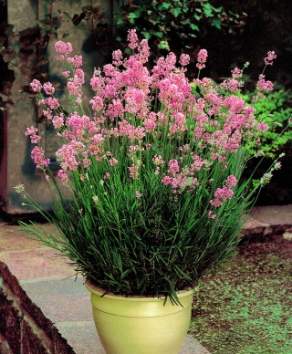 Echte lavendel - Rosea - Lavandula angustifolia