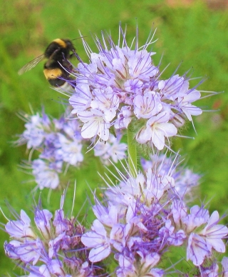 Bijenvoer - honingplant - 1 kg zaden (Phacelia tanacetifolia)