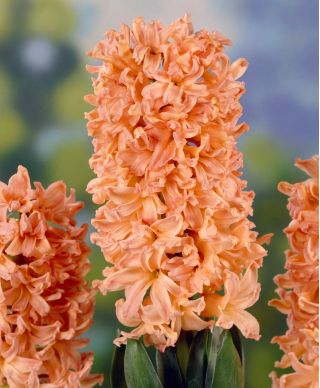 Hyacinthus Gipsy Queen - Hyacinth Gipsy Queen - 3 củ
