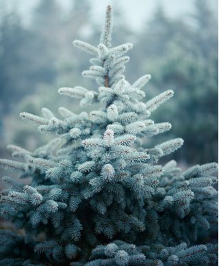 Mėlyna eglė, Kolorado mėlyna eglės sėkla - Picea pungens glauca - 22 sėklos - Picea pungens f. glauca