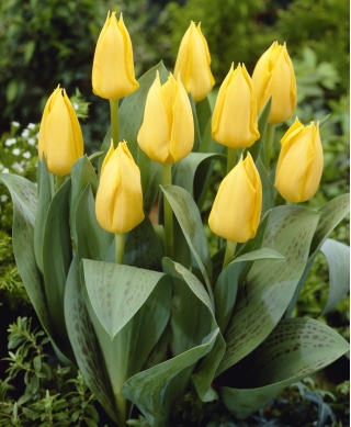 Tulip kuning yang tumbuh sedikit - Greigii kuning - 