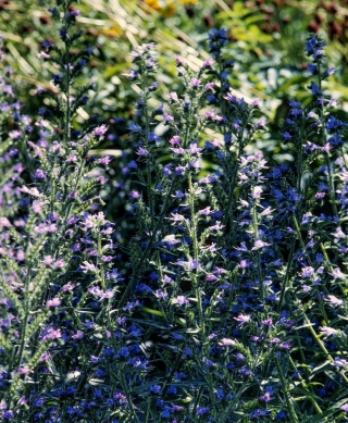 Viper's bugloss - plantă meliferă - 100 grame; albastra - 