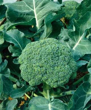 Bông cải xanh "Limba" - 300 hạt - Brassica oleracea L. var. italica Plenck