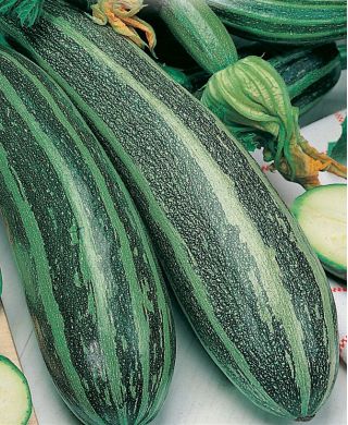 Zucchini "Striato d'Italia" - 10 semințe - Cucurbita pepo 