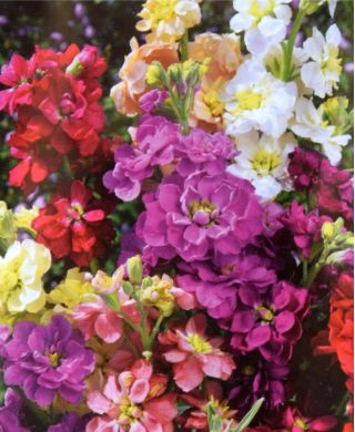 Pažerák "Varsovia Bona" - svetložltý; gilly kvet - Matthiola incana annua - semená