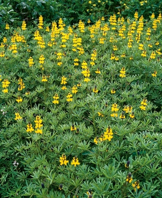 Iga-aastane kollane lupiin - ideaalne järgmiseks järelkasvuks - 500 g seemneid; Euroopa kollane lupiin, kollane lupiin - 3000 seemnet - Lupinus luteus - seemned