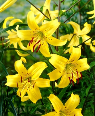 Lilium, Lily Yellow Tiger - XL-pack - 50 st