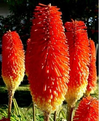 Kniphofia, Red Hot Poker, Tritoma Red-Yellow - луковица / грудка / корен