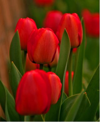 Hoa tulip - Đỏ - gói lớn! - 50 chiếc - 