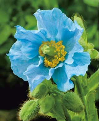 Pavot Bleu de l'Himalaya - Meconopsis Betonicifolia