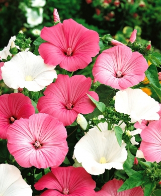 گلدان سالم - انتخاب انواع؛ گل کلم، گل کلم، کلم بروکلی - 150 دانه - Lavatera trimestris