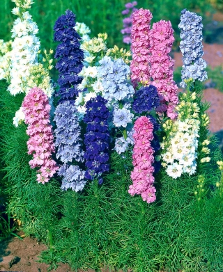 Dverg Delphinium blandede farger frø - Delphinium elatum