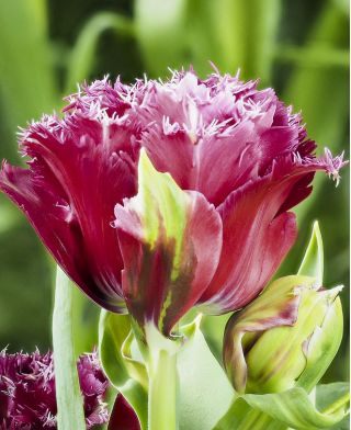 Maskot Tulipán - Tulipán maskot - 5 květinové cibule - Tulipa Mascotte