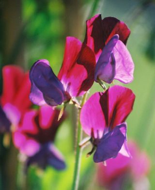 Ervilha de cheiro - Matucana - 65 sementes - Lathyrus odoratus