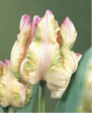 Tulpės Webers Parrot - pakuotėje yra 5 vnt - Tulipa Webers Parrot