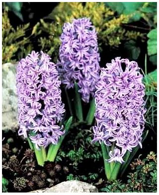 Hyacinth - Amethyst - pakend 3 tk -  Hyacinthus orientalis