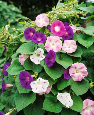 Morning Glory 'Two-Tone mix' seeds - Ipomoea tricolor - 56 seeds