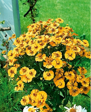 Sneezeweed de jardim "Zlotozolty (amarelo-dourado)" - uma planta melliferous - 