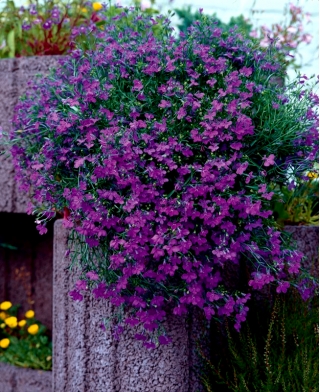 Lobelia traînante violette - 