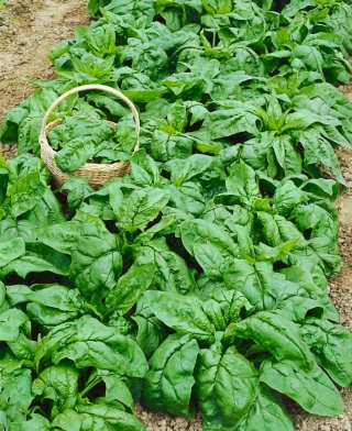 Spinach Giant Winter seeds - Spinacia oleracea - 800 seeds
