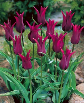 Tulipa Βουργουνδία - Tulip Burgundy - 5 βολβοί - Tulipa Burgundy