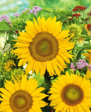Zwerg-Zier-Sonnenblume "Sunspot" - förderfähig - 1 kg - 