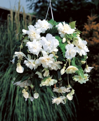 Begonia ×tuberhybrida pendula - valkoinen - paketti 2 kpl
