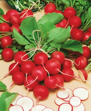 Rabanete "Cherry Belle  " - vermelho, variedade muito precoce - 100 g - 