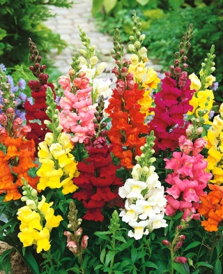 Snapdragon, Common Snapdragon seemned - Antirrhinum majus - 3500 seemet - Antirrhinum majus maximum
