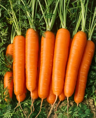 Zanahoria - Nantaise 2 - 3825 semillas - Daucus carota