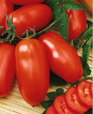 Tomate - Zyska - Lycopersicon esculentum Mill  - sementes