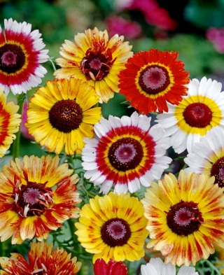 Hoa cúc ba màu "Frohe Mischung" - hỗn hợp đa dạng; hoa cúc ba màu, hoa cúc hàng năm - Chrysanthemum carinatum - hạt