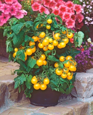 Gele cherry tomaat -  Lycopersicon esculentum - zaden