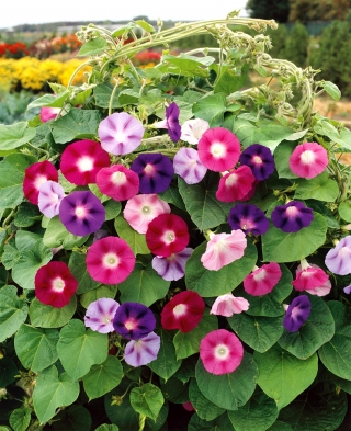 Morning Glory mixed seeds - Ipomoea tricolor - 84 seeds