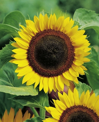 Sonnenblume samen - Helianthus annuus - 120 Samen
