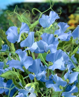 蓝色甜豌豆种子 - 山L豆属odoratus  -  36粒种子 - Lathyrus odoratus - 種子