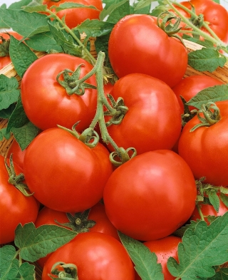 Tomaatti - Baron - 35 siemenet - Lycopersicon esculentum Mill.