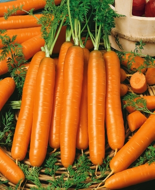 गाजर "नाओमी" - जल्दी, स्वादिष्ट और रसदार विविधता, जड़ें हरी नहीं होती हैं - 4250 बीज - 