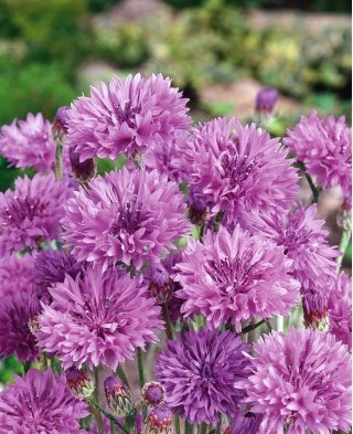 Albăstrele - violet - semințe (Centaurea cyanus)