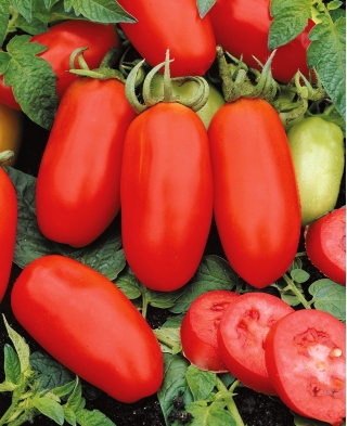 Tomată de câmp "S. Marzano 3 '- bestseller mediteranean -  Lycopersicon esculentum - S. Marzano 3 - semințe