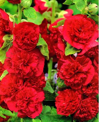 Rose trémière - Red - Rouge - Althaea rosea