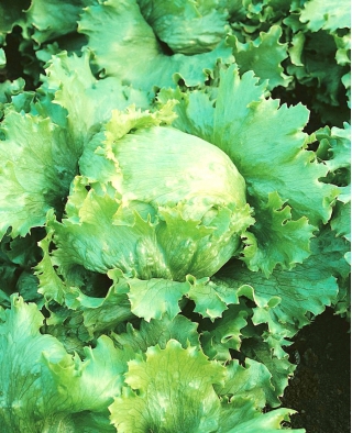 Head lettuce 'Blonde De Paris' - for spring, summer and autumn cultures