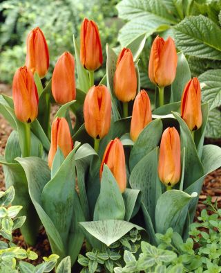 Nízko rastúci oranžový tulipán - Greigii oranžový - 5 ks.