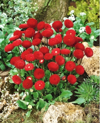 Κόκκινα αγγλικά σπόροι Daisy - Bellis perennis - 690 σπόροι