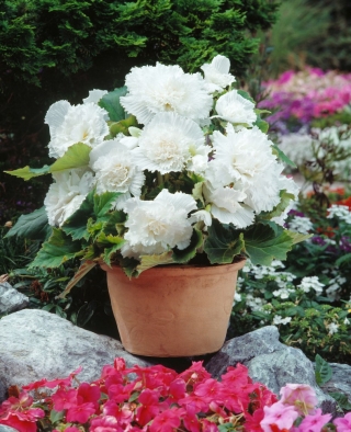 Begonia Fimbriata - blanco - paquete de 2 piezas