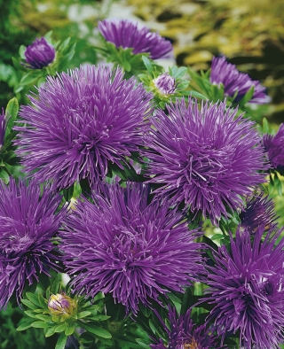 紫色针瓣瓷翠菊，每年翠菊 -  500种子 - Callistephus chinensis  - 種子