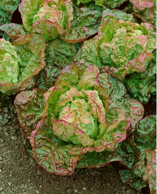 Červeno-zelený salát "Carmina" - Lactuca sativa L. var. Capitata - semena