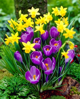 Narciso amarillo y azafrán púrpura - selección de variedades de bajo crecimiento - 75 piezas