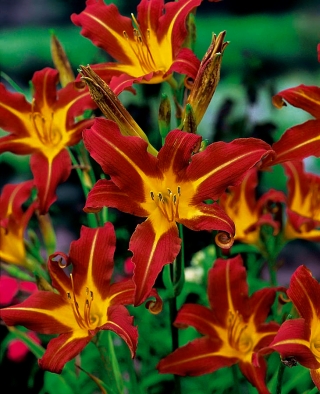 Autumn Red Daylily - pachet mare! - 10 buc.