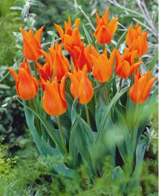 Tulp - liilialiste - Oranž - 5 sibulat